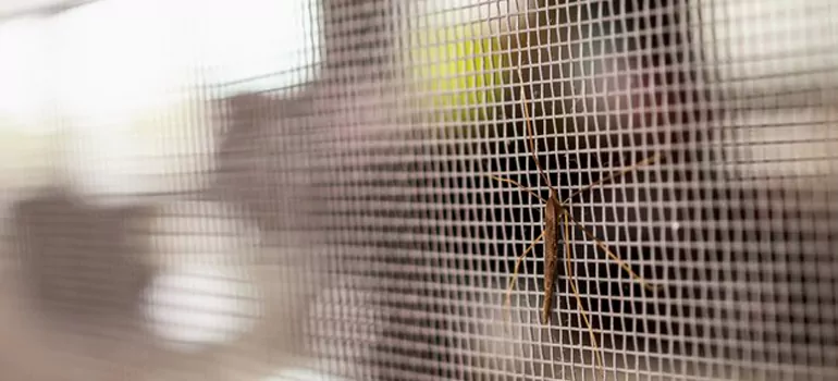 Repair Mosquito Mesh For Windows in Winter Park, FL